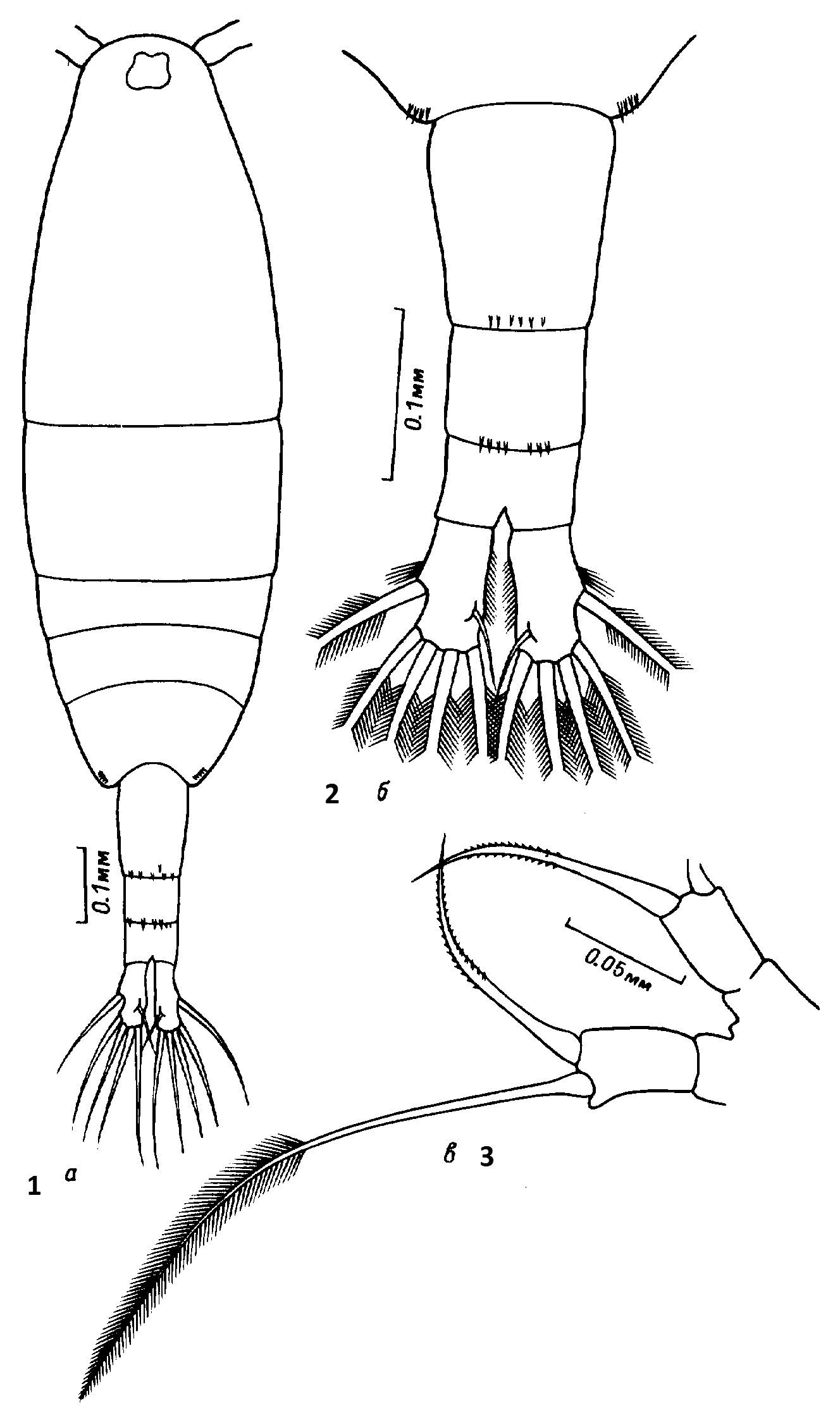 Species Acartia (Acanthacartia) steueri - Plate 6 of morphological figures
